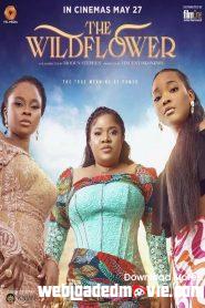 The Wildflower (2023) Nollywood Movie Download Mp4